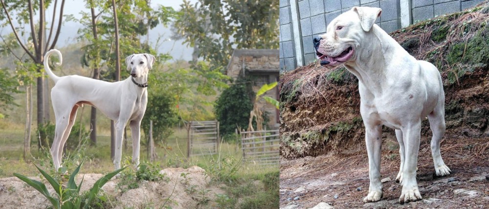 Dogo Guatemalteco vs Chippiparai - Breed Comparison