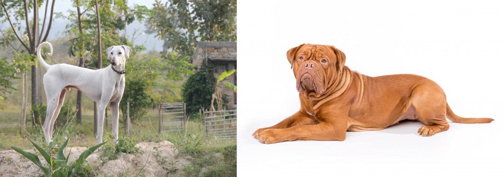 Dogue De Bordeaux vs Chippiparai - Breed Comparison