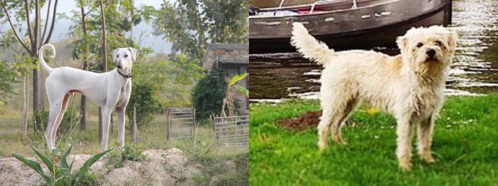 Dutch Smoushond vs Chippiparai - Breed Comparison