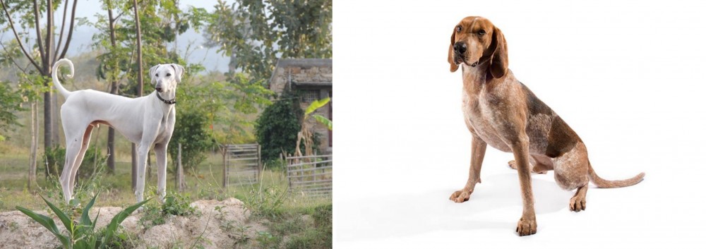 English Coonhound vs Chippiparai - Breed Comparison