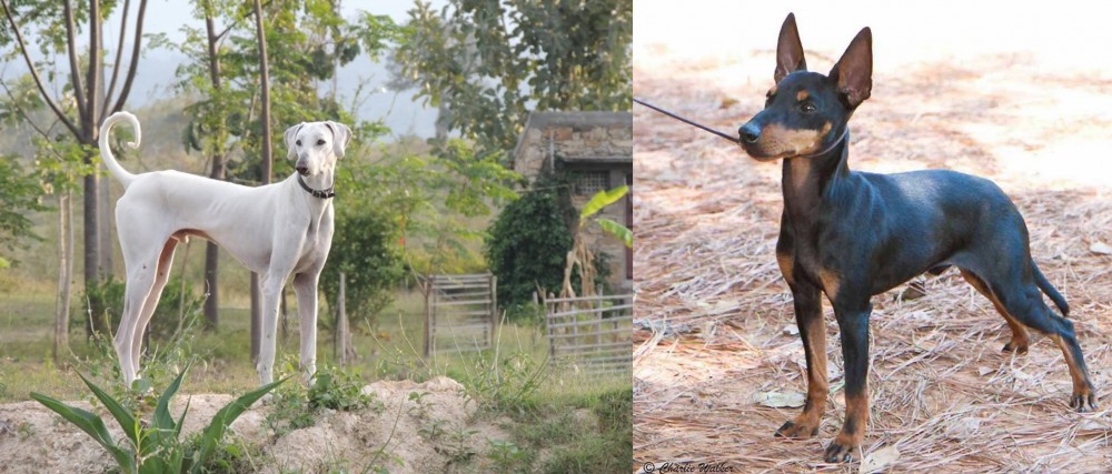 English Toy Terrier (Black & Tan) vs Chippiparai - Breed Comparison