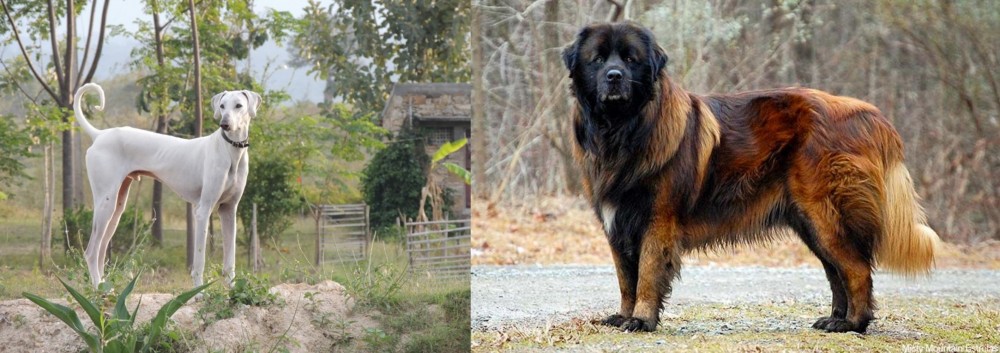 Estrela Mountain Dog vs Chippiparai - Breed Comparison