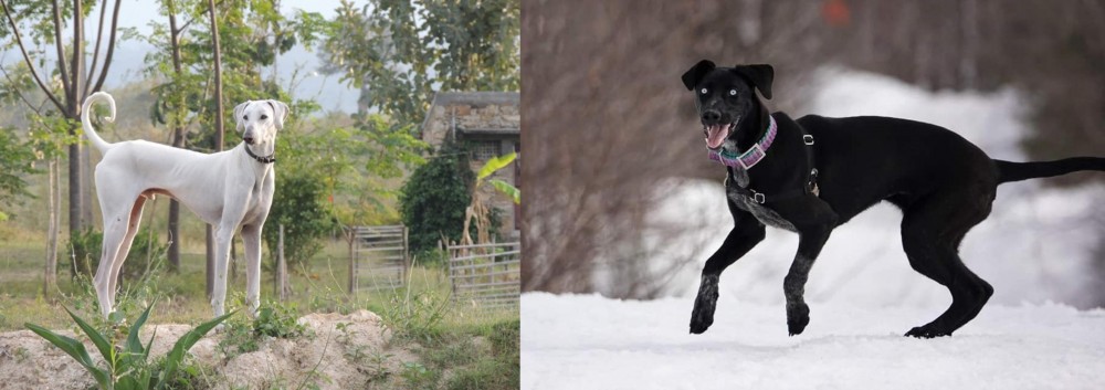 Eurohound vs Chippiparai - Breed Comparison