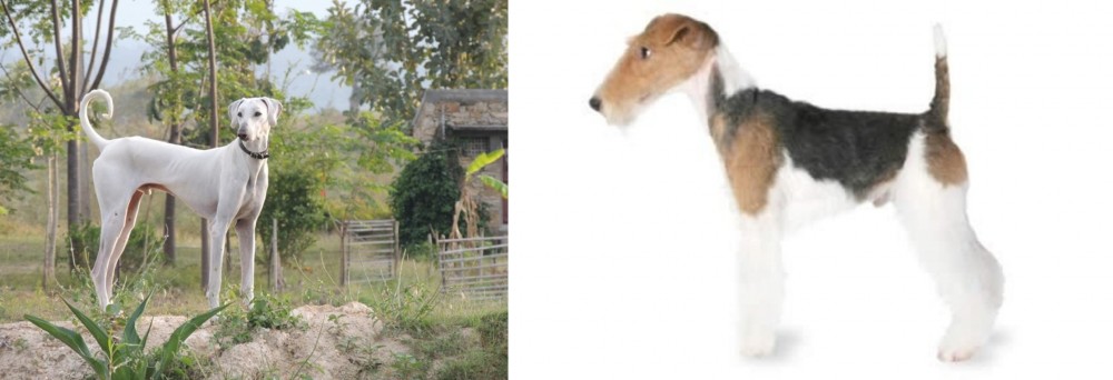 Fox Terrier vs Chippiparai - Breed Comparison