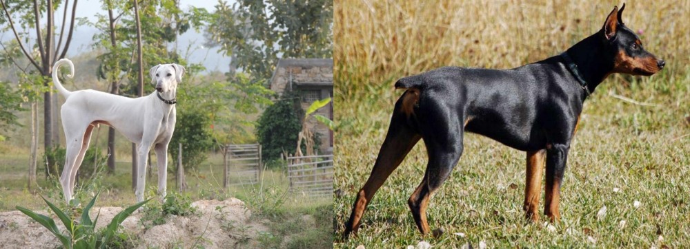 German Pinscher vs Chippiparai - Breed Comparison