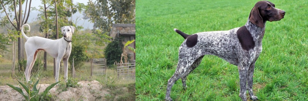 German Shorthaired Pointer vs Chippiparai - Breed Comparison