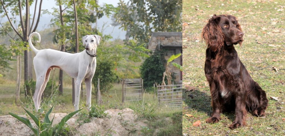 German Spaniel vs Chippiparai - Breed Comparison