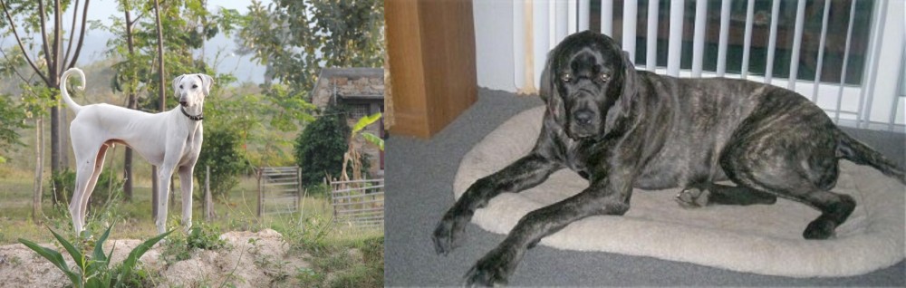 Giant Maso Mastiff vs Chippiparai - Breed Comparison