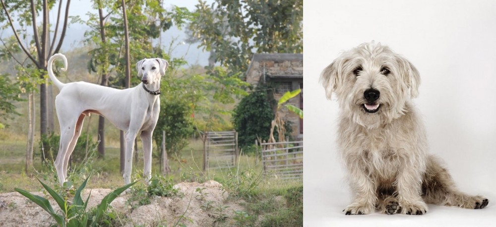 Glen of Imaal Terrier vs Chippiparai - Breed Comparison