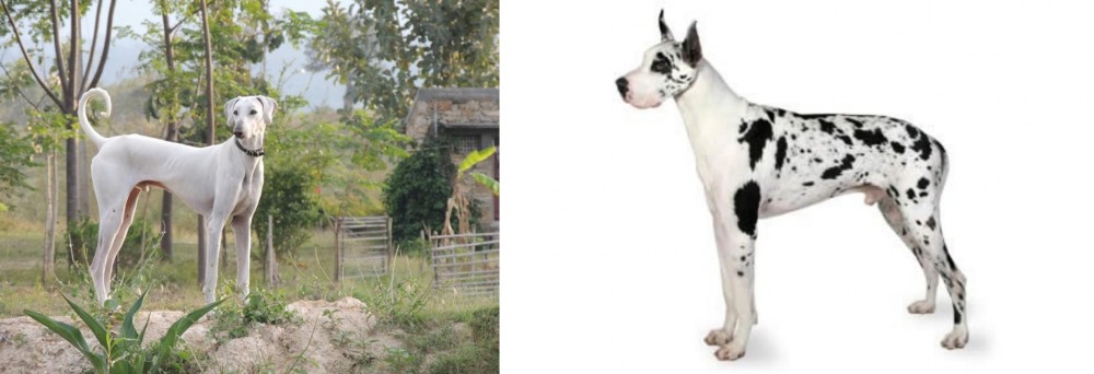 Great Dane vs Chippiparai - Breed Comparison