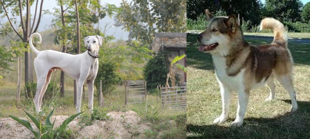 Greenland Dog vs Chippiparai - Breed Comparison