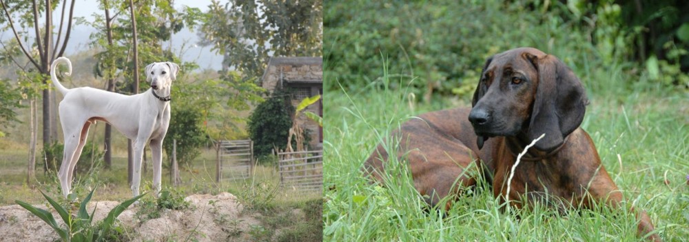 Hanover Hound vs Chippiparai - Breed Comparison