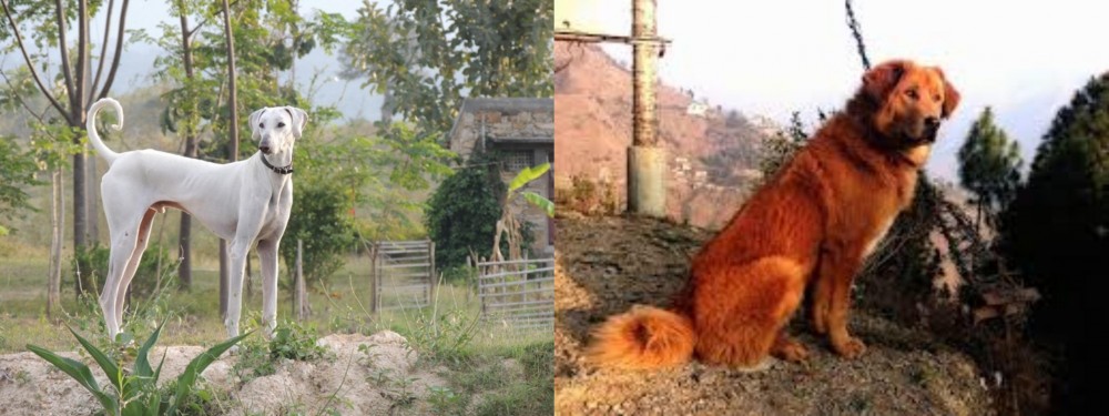 Himalayan Sheepdog vs Chippiparai - Breed Comparison