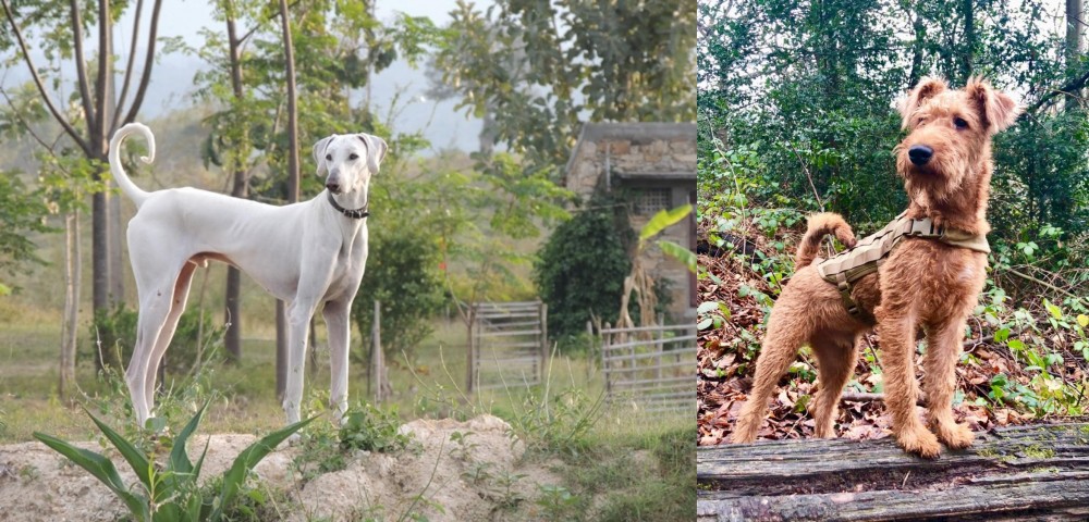 Irish Terrier vs Chippiparai - Breed Comparison