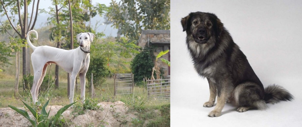 Istrian Sheepdog vs Chippiparai - Breed Comparison