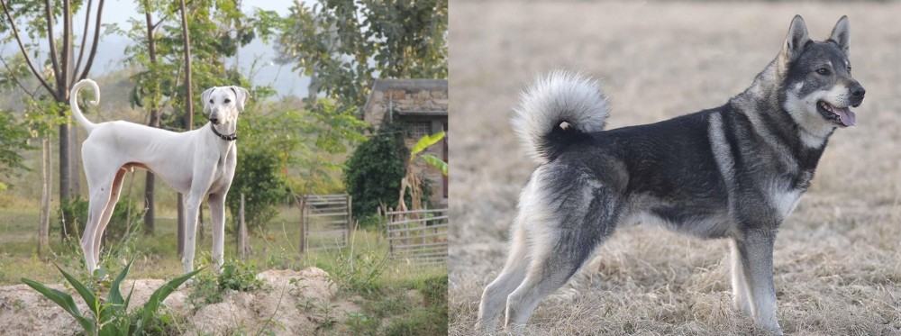 Jamthund vs Chippiparai - Breed Comparison