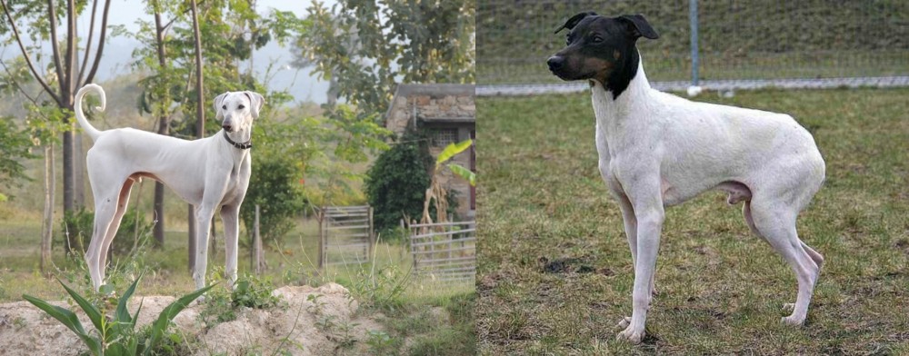 Japanese Terrier vs Chippiparai - Breed Comparison