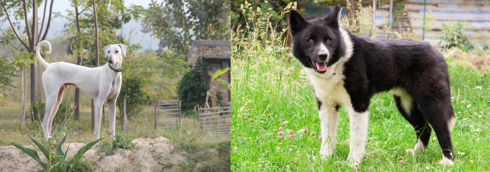 Karelian Bear Dog vs Chippiparai - Breed Comparison