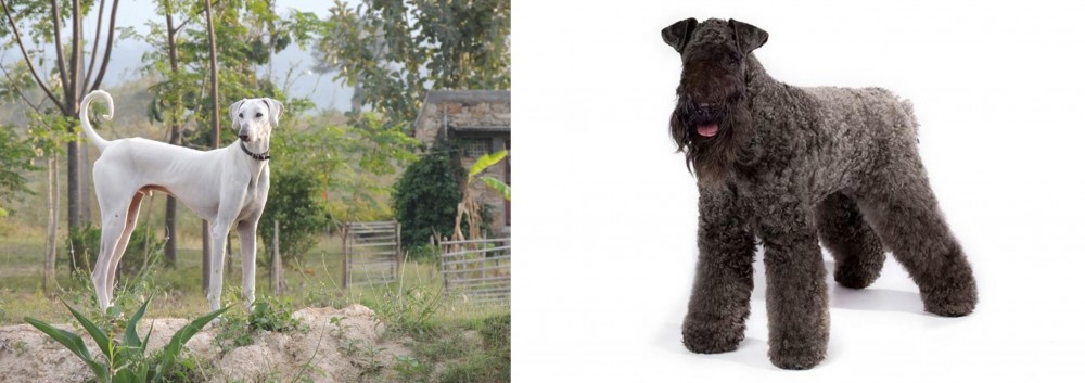 Kerry Blue Terrier vs Chippiparai - Breed Comparison