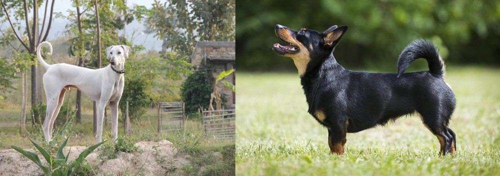 Lancashire Heeler vs Chippiparai - Breed Comparison