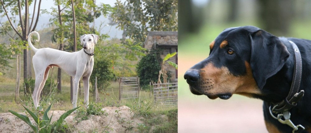 Lithuanian Hound vs Chippiparai - Breed Comparison