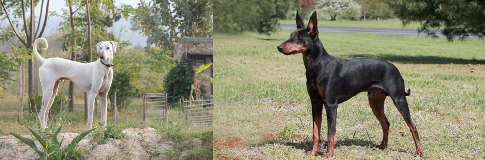 Manchester Terrier vs Chippiparai - Breed Comparison