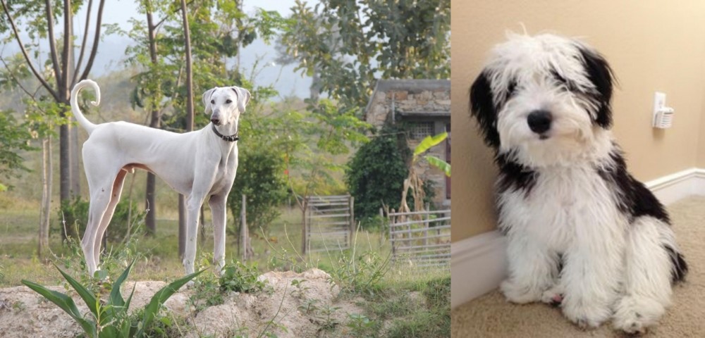 Mini Sheepadoodles vs Chippiparai - Breed Comparison