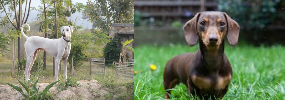 Miniature Dachshund vs Chippiparai - Breed Comparison