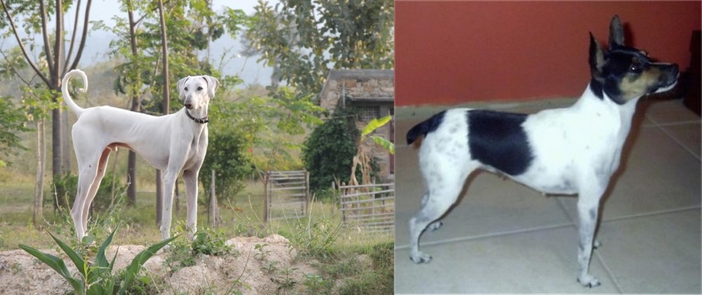 Miniature Fox Terrier vs Chippiparai - Breed Comparison