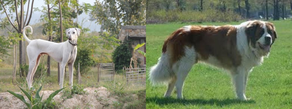 Moscow Watchdog vs Chippiparai - Breed Comparison