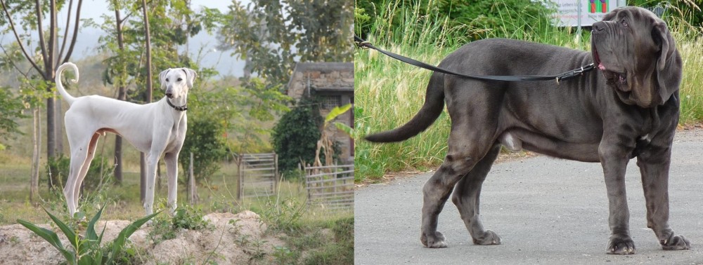Neapolitan Mastiff vs Chippiparai - Breed Comparison