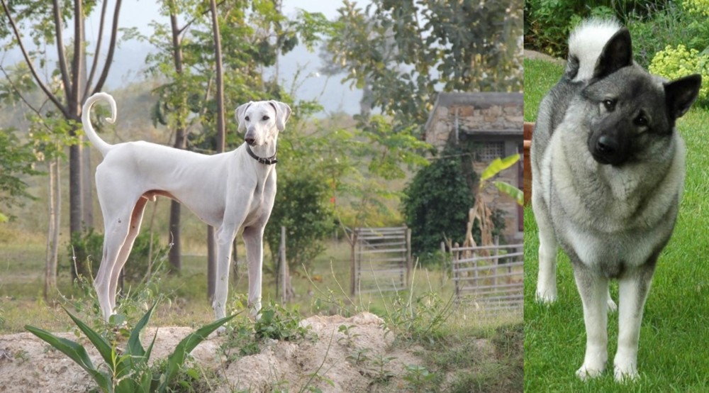 Norwegian Elkhound vs Chippiparai - Breed Comparison