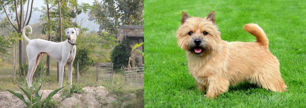 Norwich Terrier vs Chippiparai - Breed Comparison