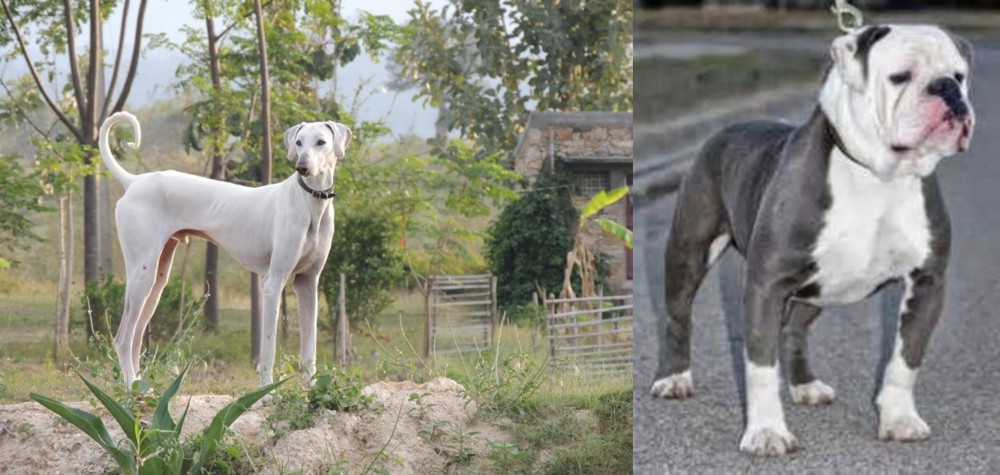 Old English Bulldog vs Chippiparai - Breed Comparison