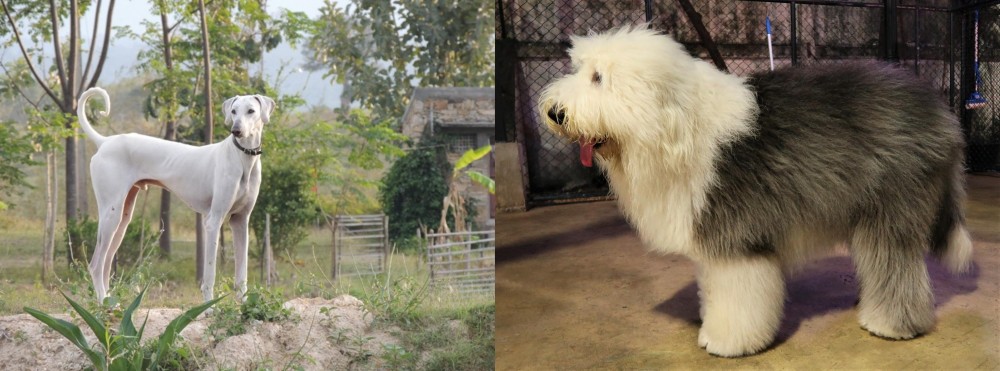 Old English Sheepdog vs Chippiparai - Breed Comparison