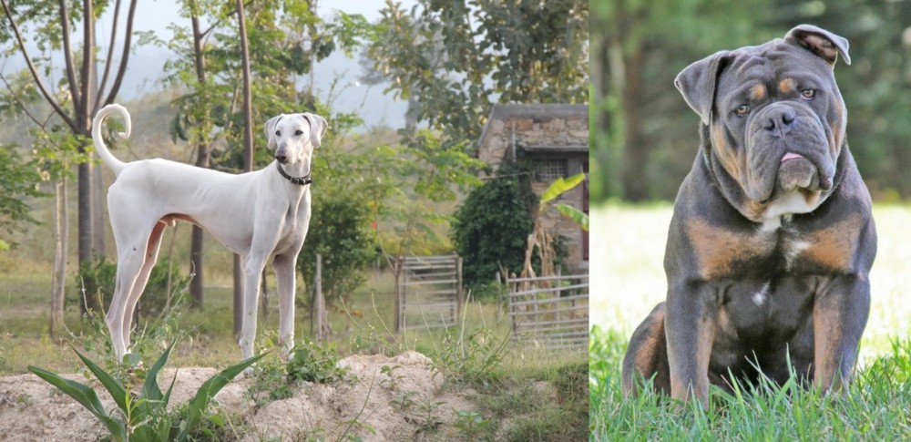 Olde English Bulldogge vs Chippiparai - Breed Comparison