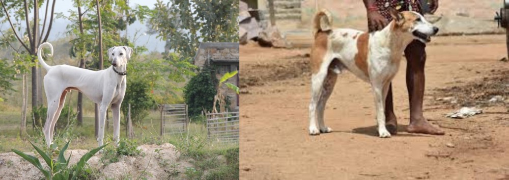 Pandikona vs Chippiparai - Breed Comparison