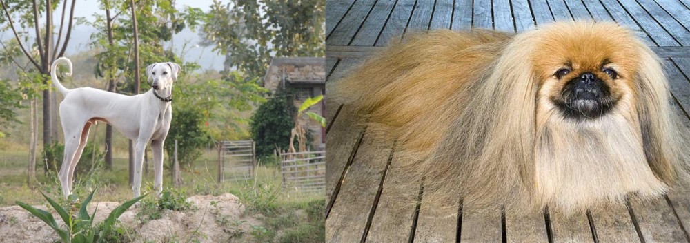 Pekingese vs Chippiparai - Breed Comparison