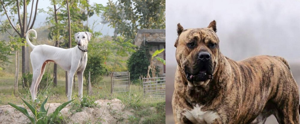 Perro de Presa Canario vs Chippiparai - Breed Comparison