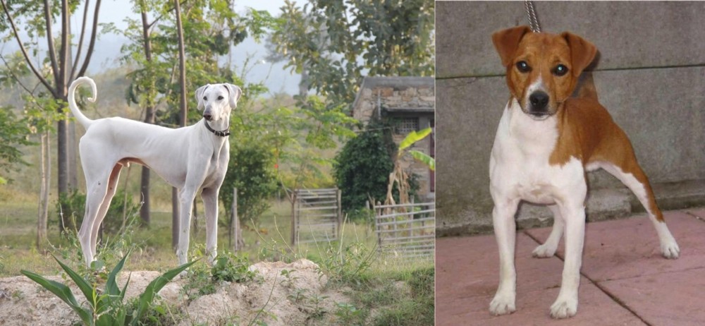 Plummer Terrier vs Chippiparai - Breed Comparison