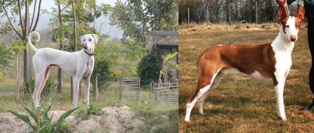 Podenco Canario vs Chippiparai - Breed Comparison