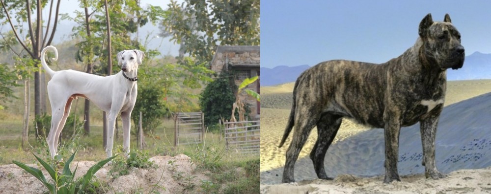 Presa Canario vs Chippiparai - Breed Comparison