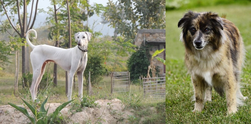 Pyrenean Shepherd vs Chippiparai - Breed Comparison