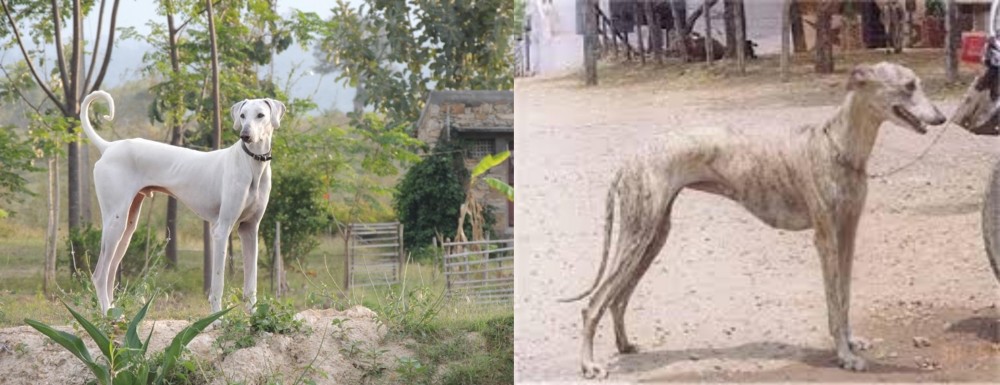 Rampur Greyhound vs Chippiparai - Breed Comparison