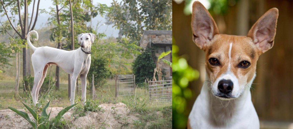 Rat Terrier vs Chippiparai - Breed Comparison