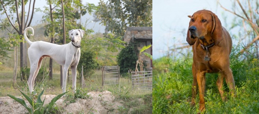 Redbone Coonhound vs Chippiparai - Breed Comparison