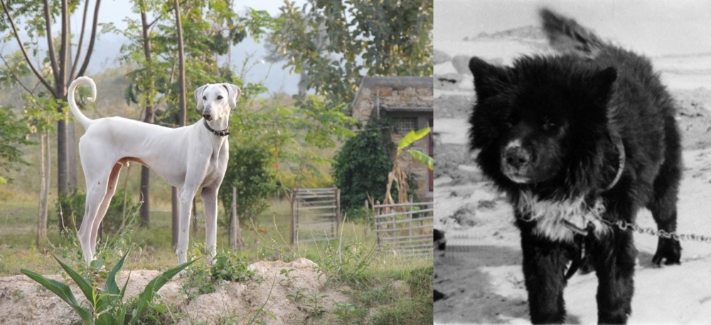 Sakhalin Husky vs Chippiparai - Breed Comparison