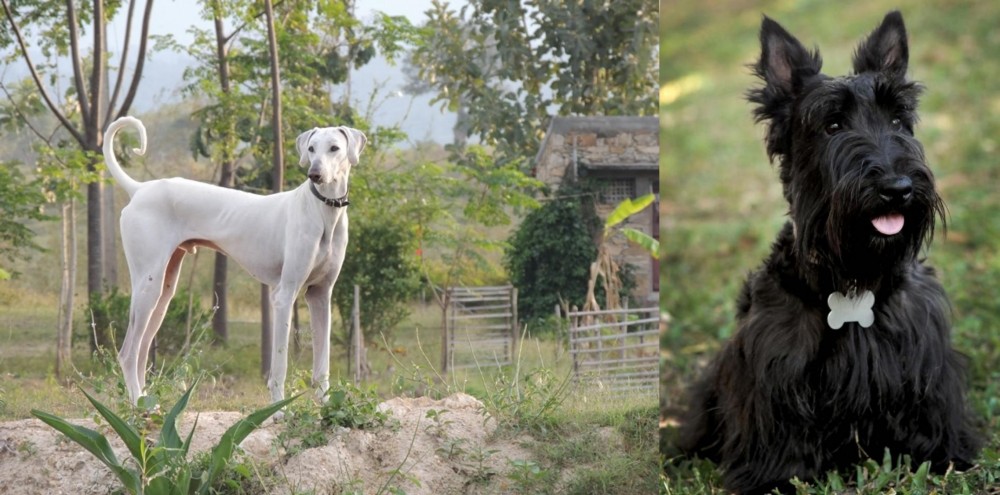 Scoland Terrier vs Chippiparai - Breed Comparison