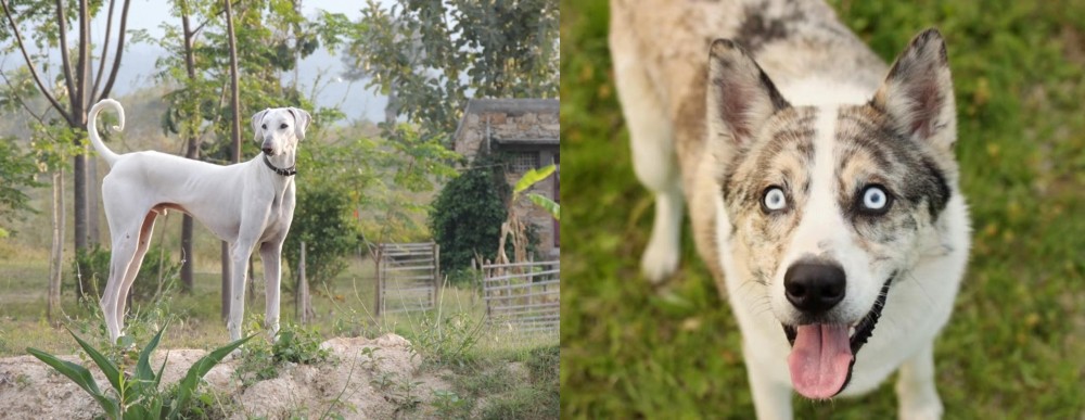 Shepherd Husky vs Chippiparai - Breed Comparison