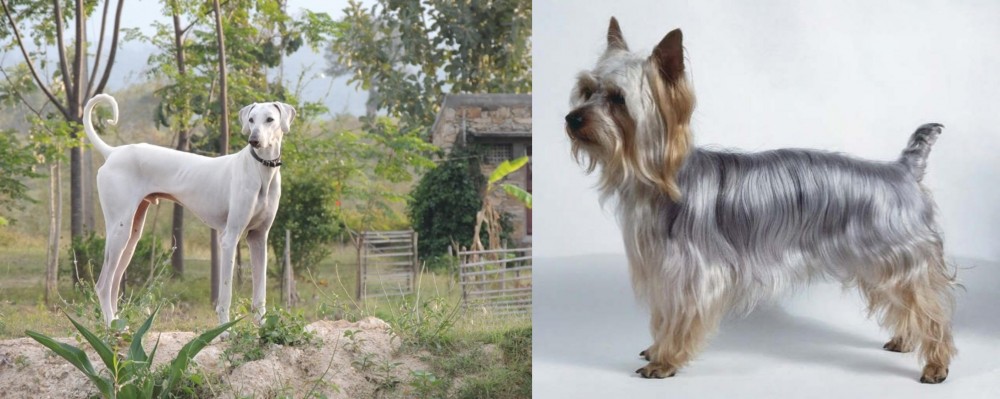 Silky Terrier vs Chippiparai - Breed Comparison